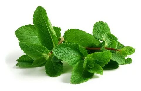 خرید سبزی نعنا خشک صادراتی + قیمت فروش استثنایی